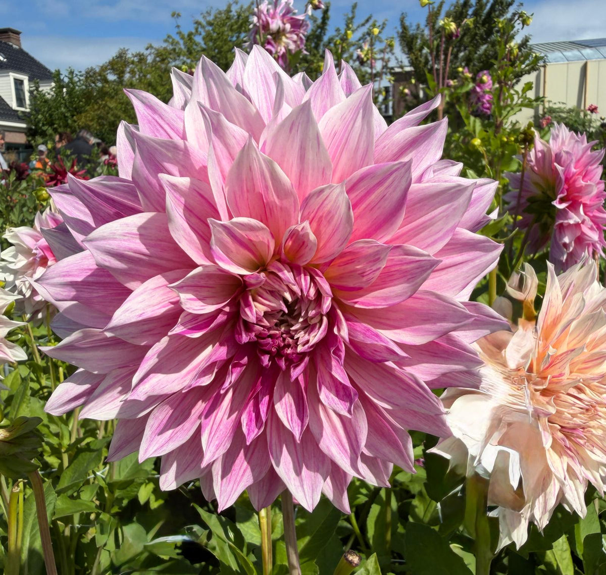 Dahlie Romantica
