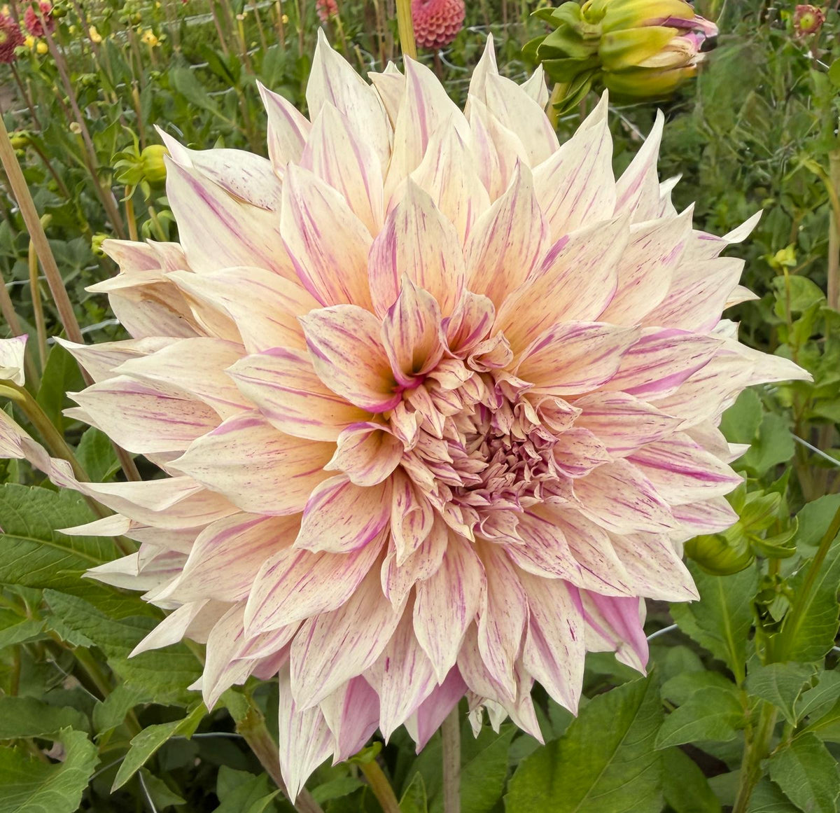 Dahlie Romantica
