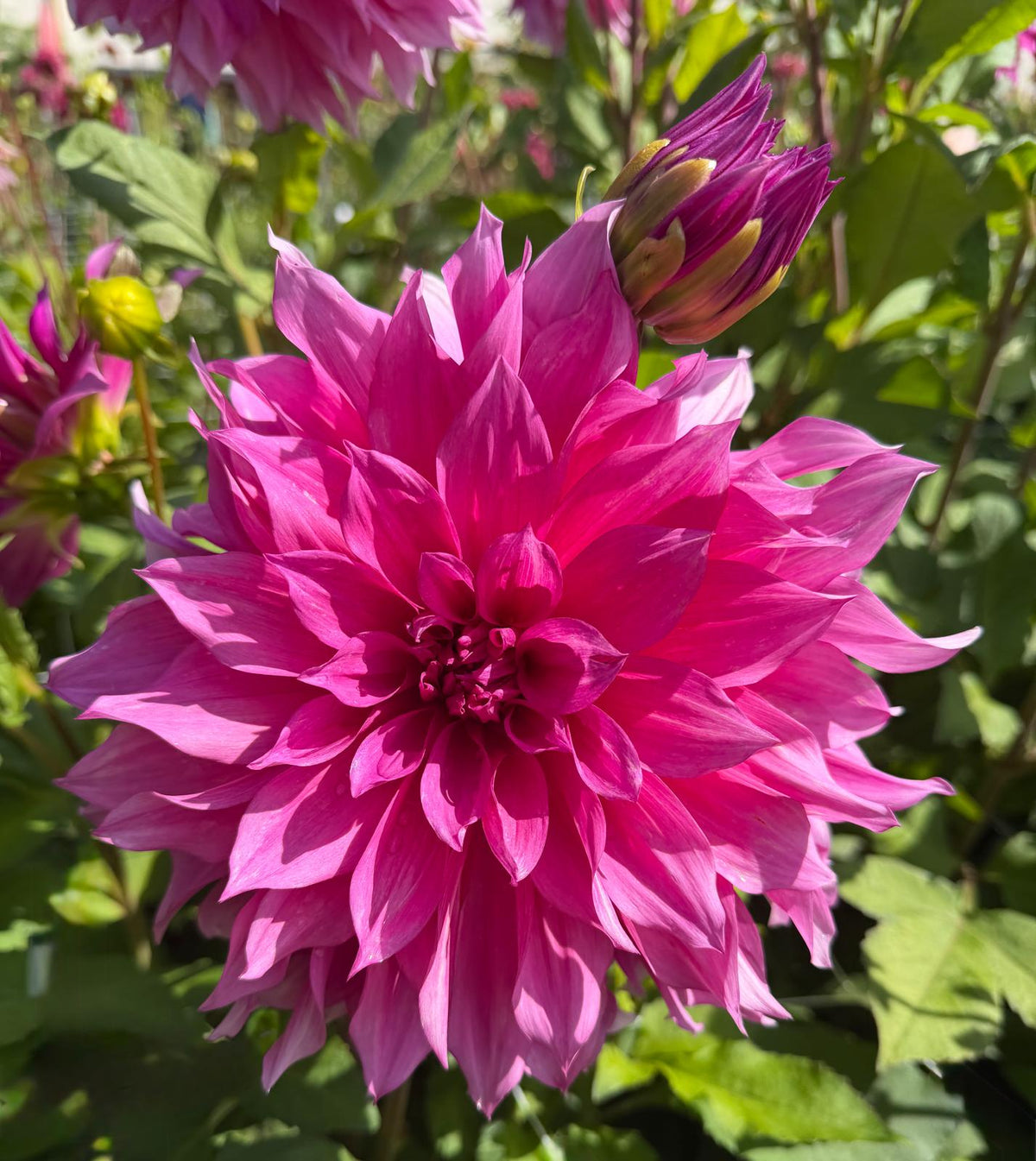 Dahlia Café au Lait Rosé