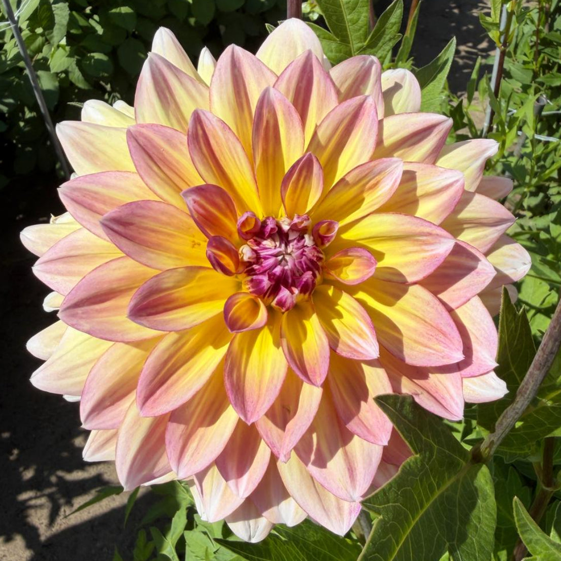 Dahlia Caribbean Fantasy