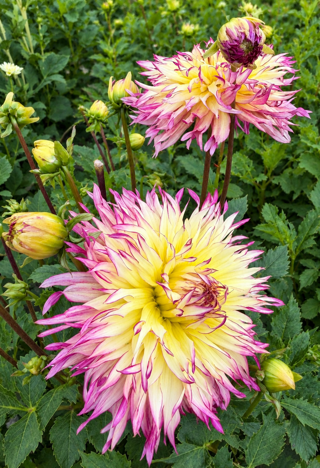 Dahlien  Yellow Jill
