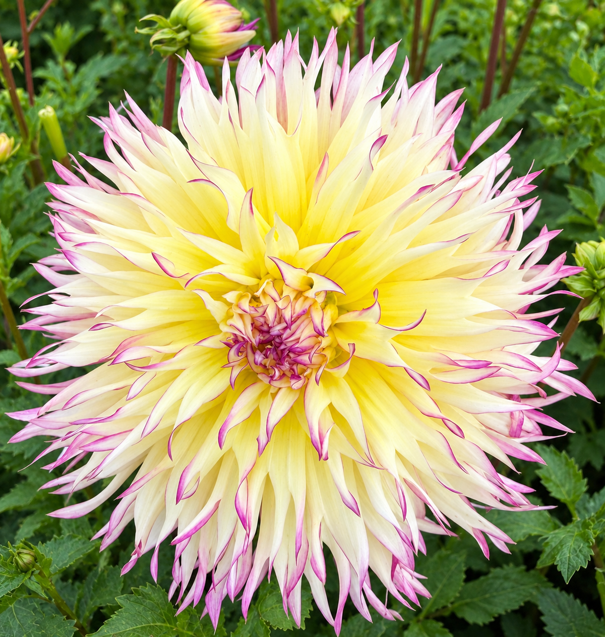Dahlien  Yellow Jill