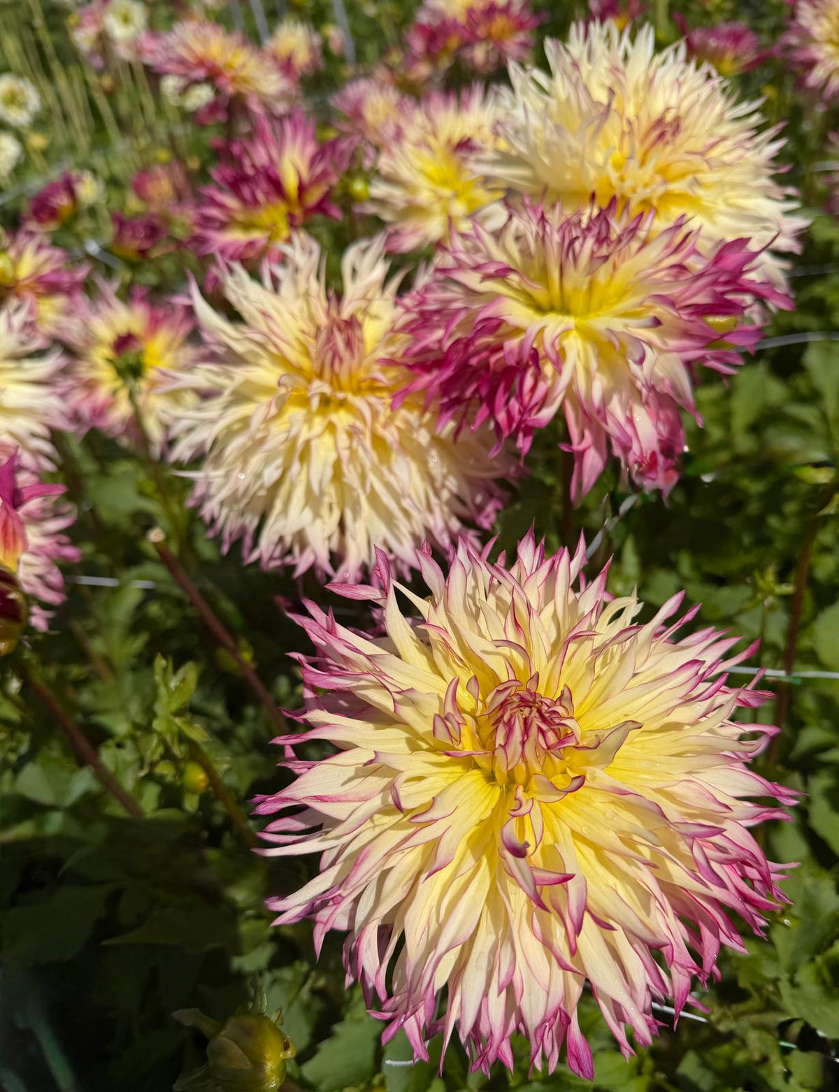 Dahlien  Yellow Jill