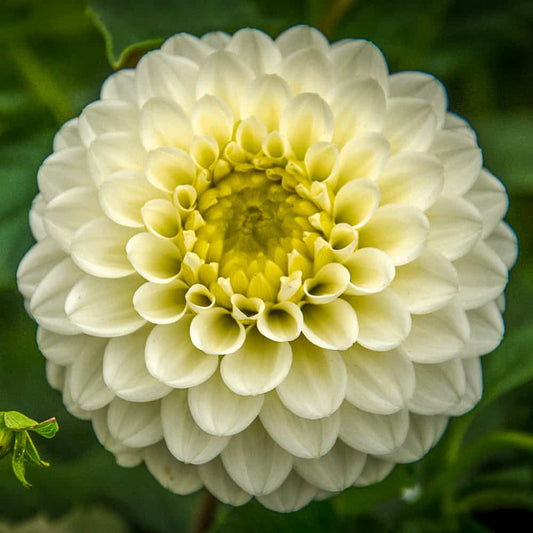 Dahlia Caro
