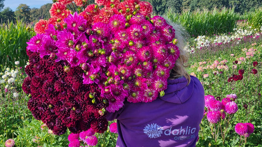 Dahlia XXL verrassingspakket 10 knollen