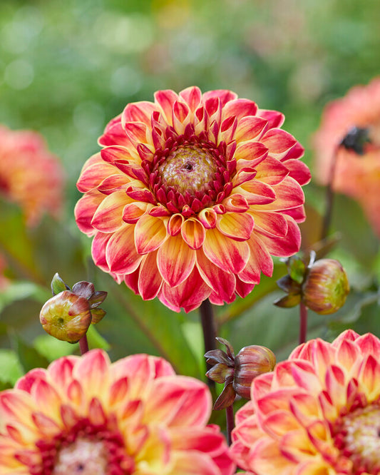 Dahlia Dancing Don