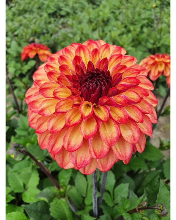 Dahlia Ding a Dong