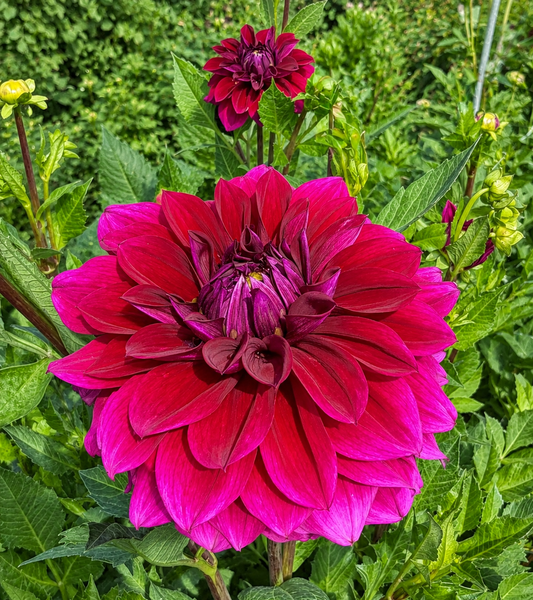 Dahlia Diva US