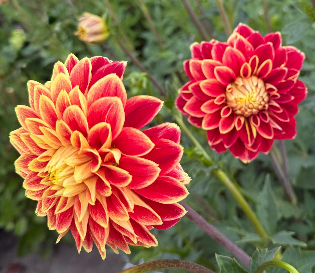 Dalia Blooming Nicole
