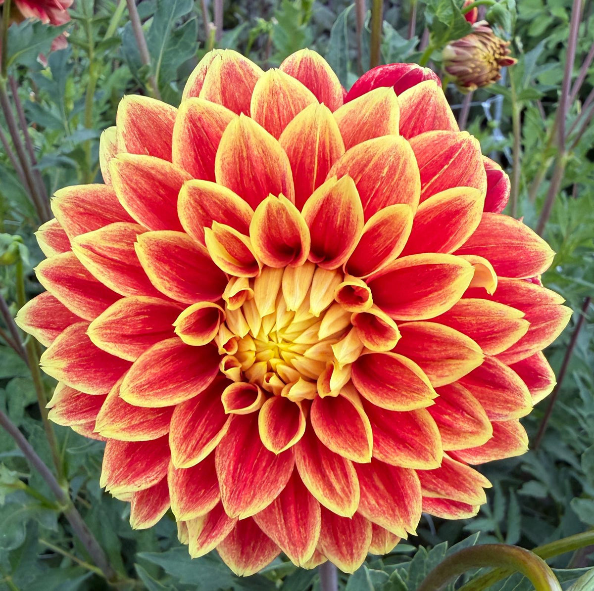 Dalia Blooming Nicole