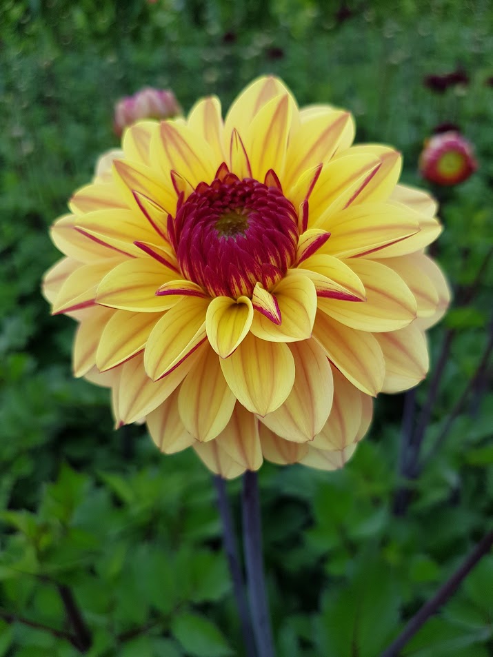 Dahlia Gelia