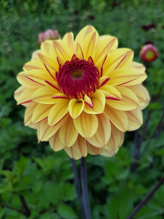 Dahlia Gelia