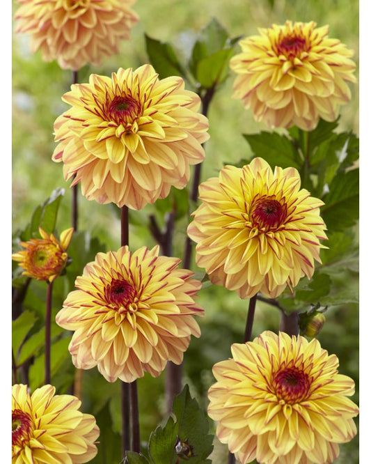 Dahlia Gelia