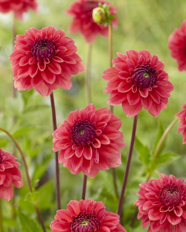 Dahlia Isa's Candy