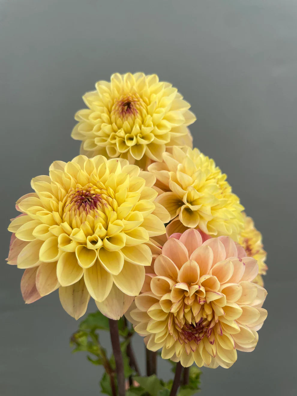 Dahlia Yellow Jill