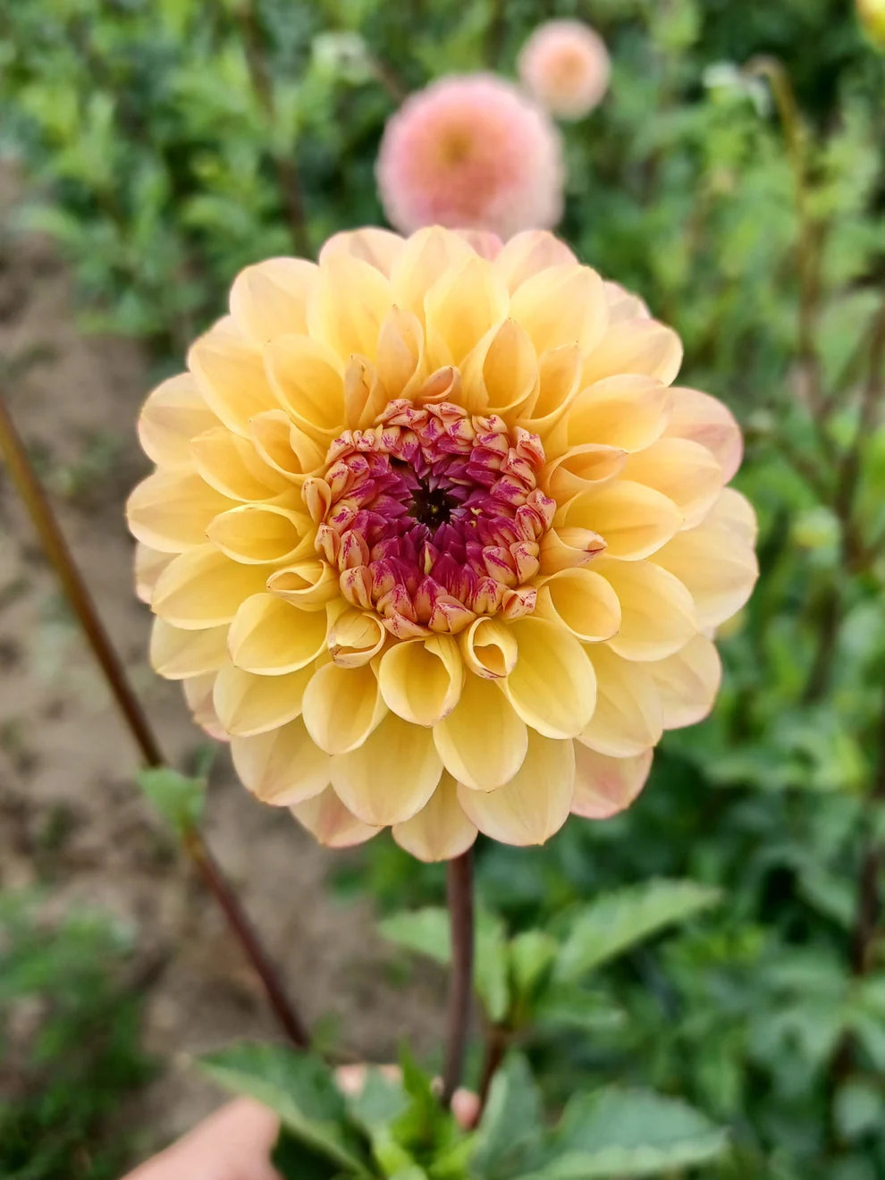 Dahlia Yellow Jill