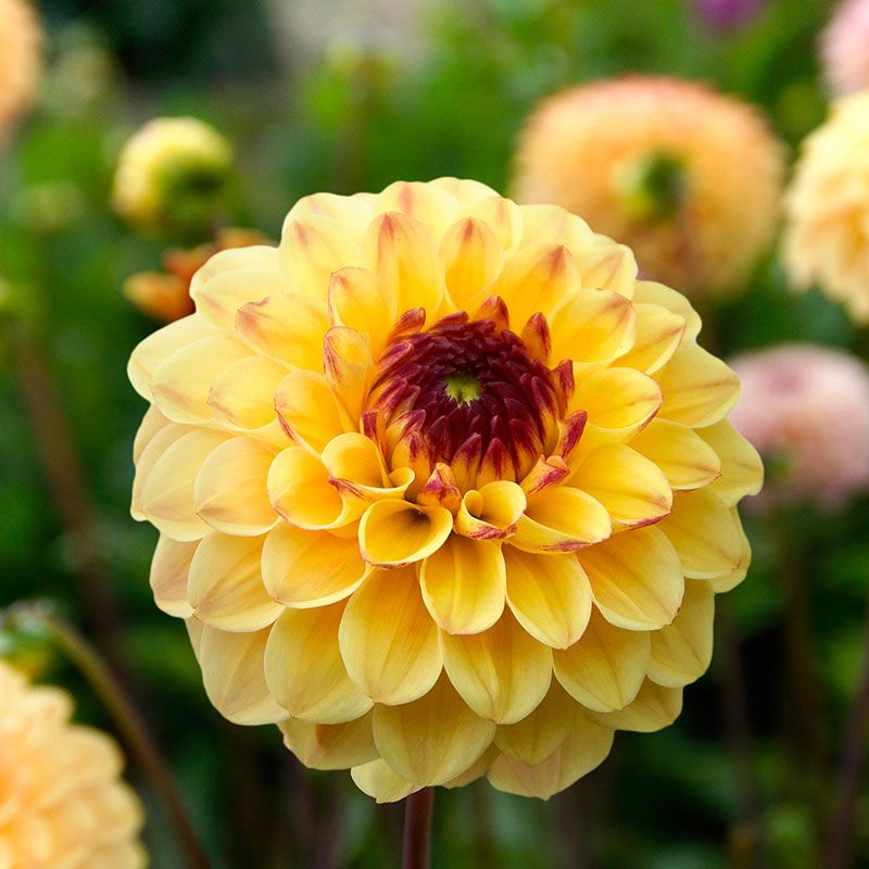 Dahlia Yellow Jill