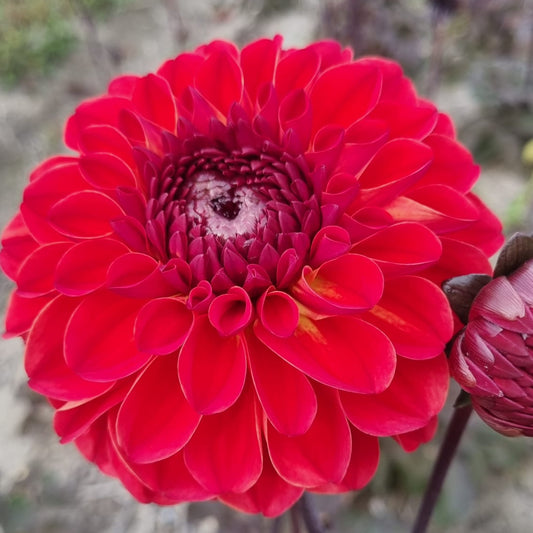 Dahlia Jenny's Favorite