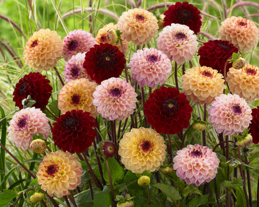 Dahlia Jill XXL verrassingspakket 10 knollen