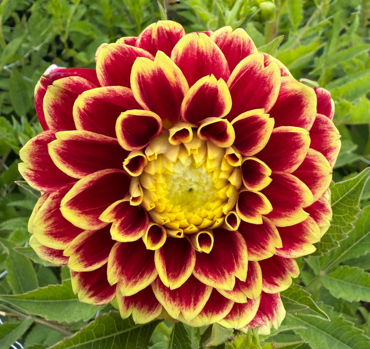 Dahlia Jowey Hubert