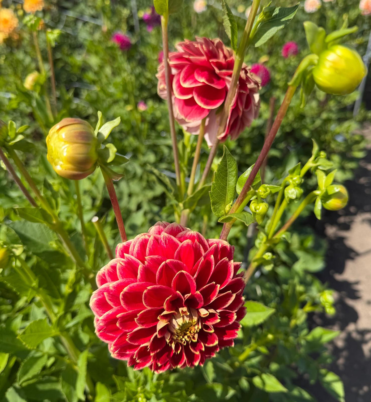 Dahlia Jowey Hubert
