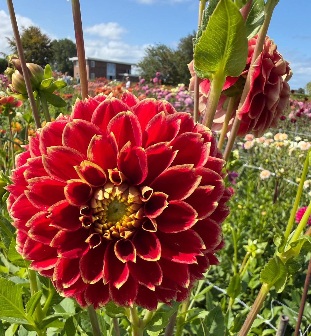 Dahlia Jowey Hubert
