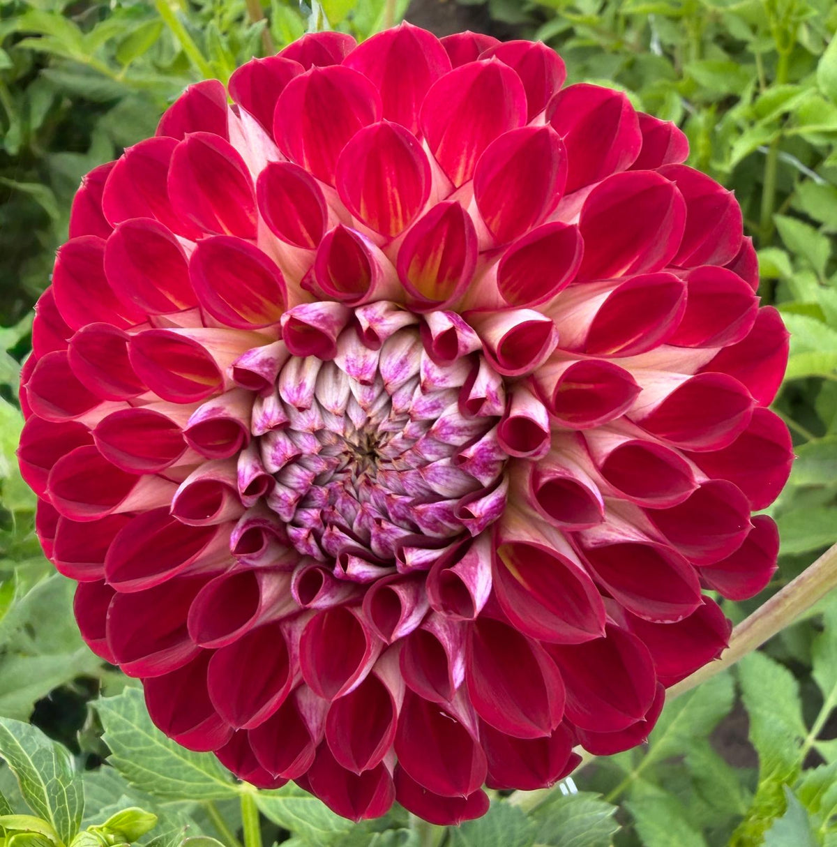 Dahlia Jowey Joshua