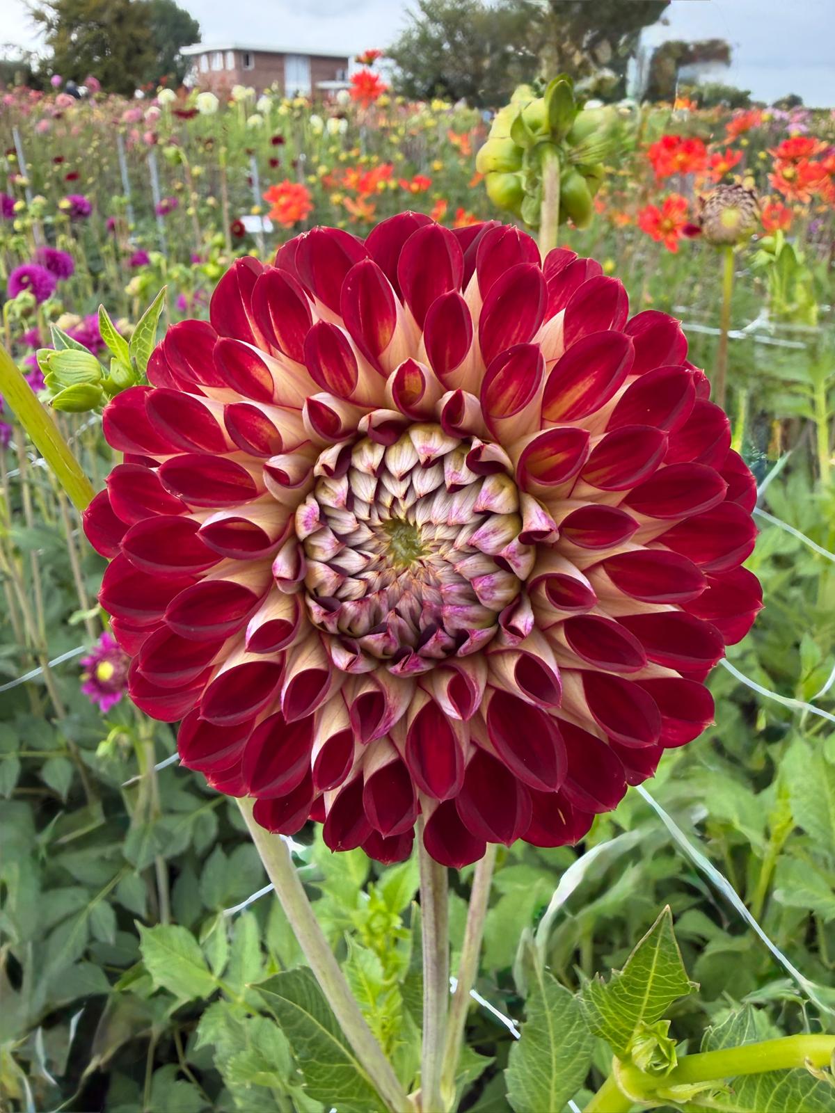 Dahlia Jowey Joshua