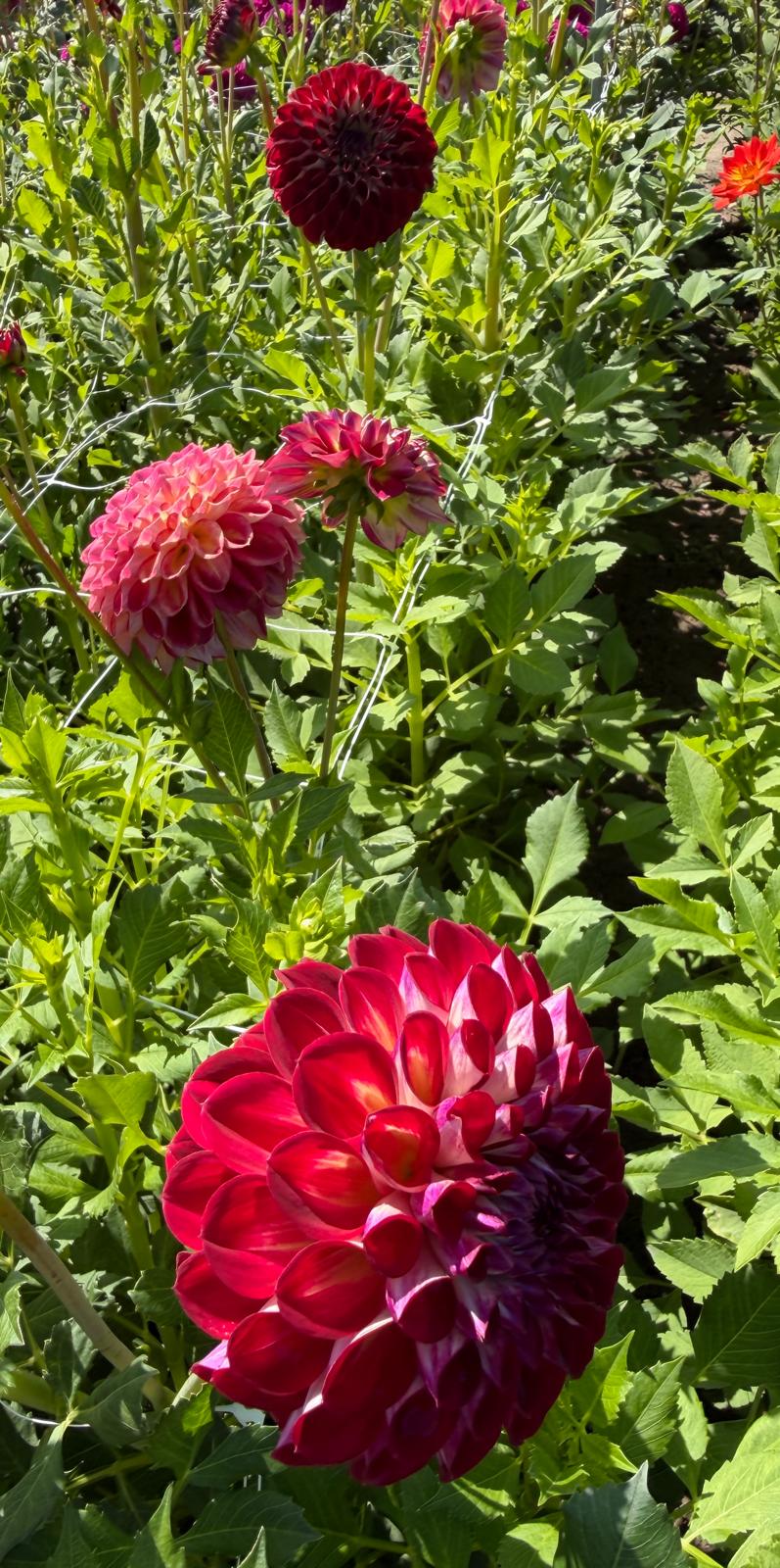Dahlia Jowey Joshua