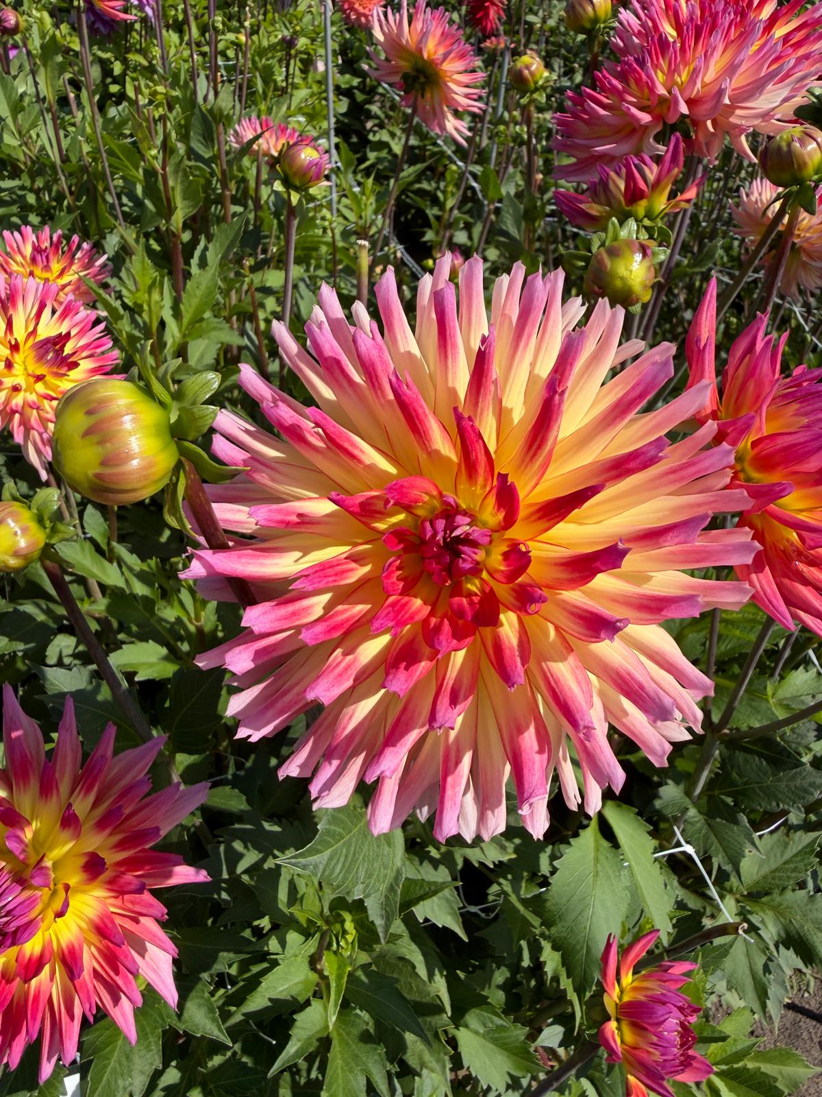 Dahlia Karma Sangria