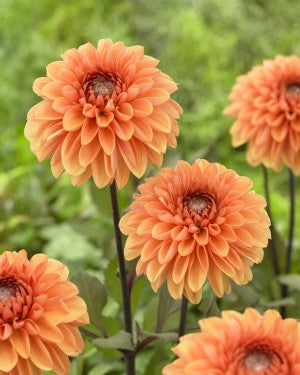 Dahlia Love of my Life