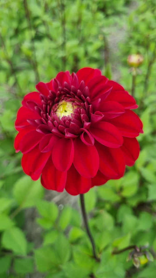 Dahlia Lady Love
