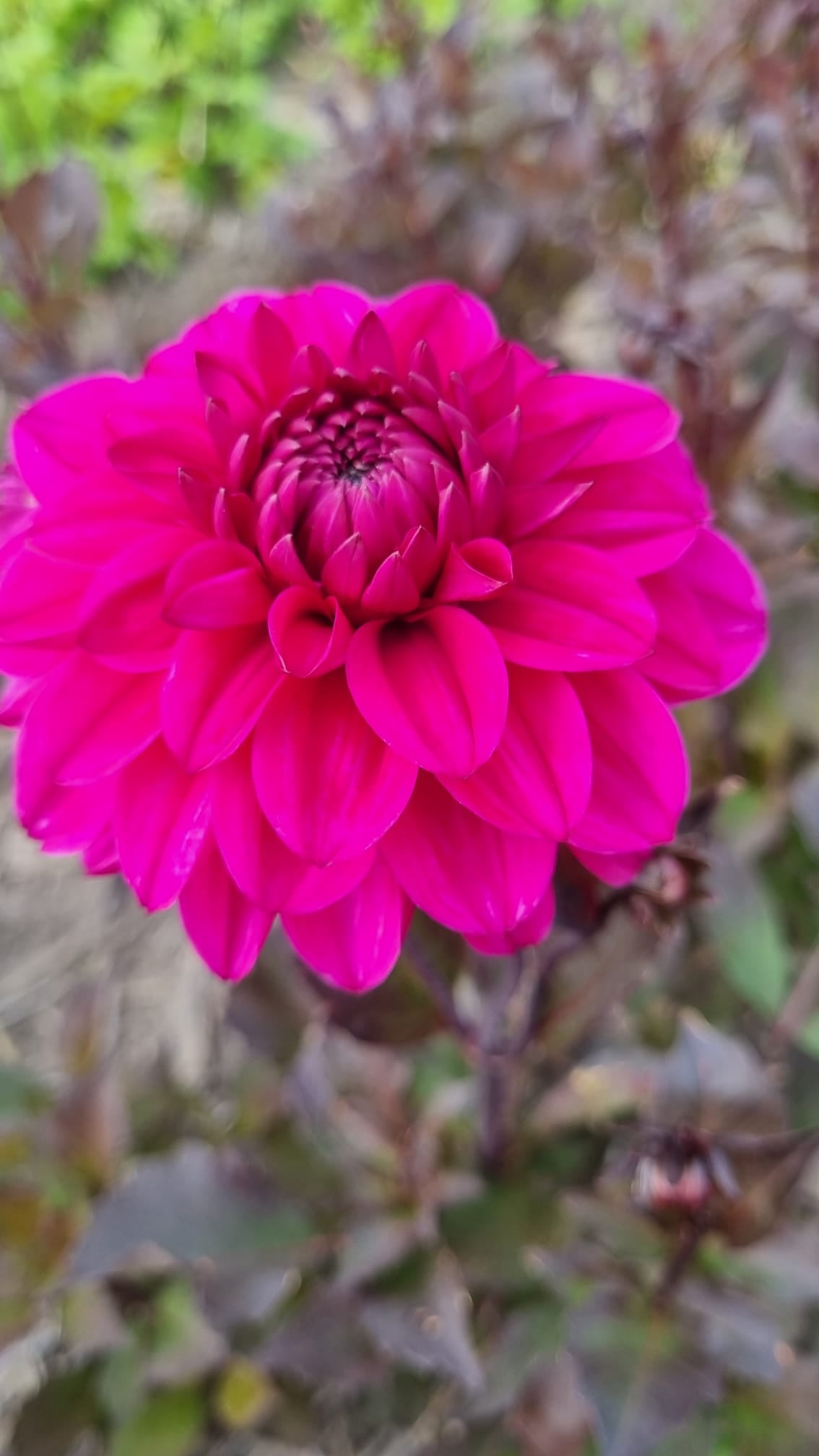 Dahlia Lady Magenta