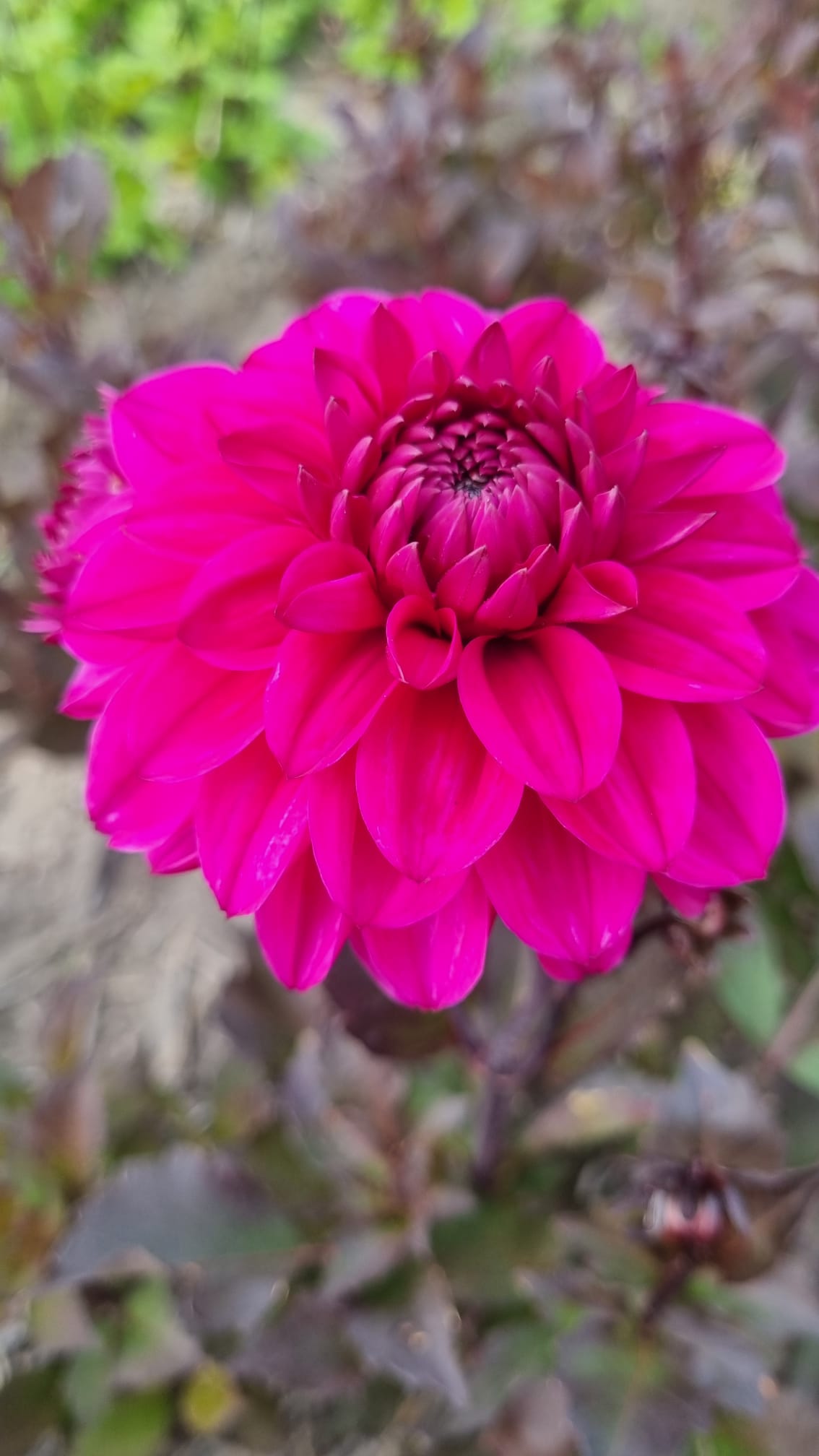 Dahlia Lady Magenta