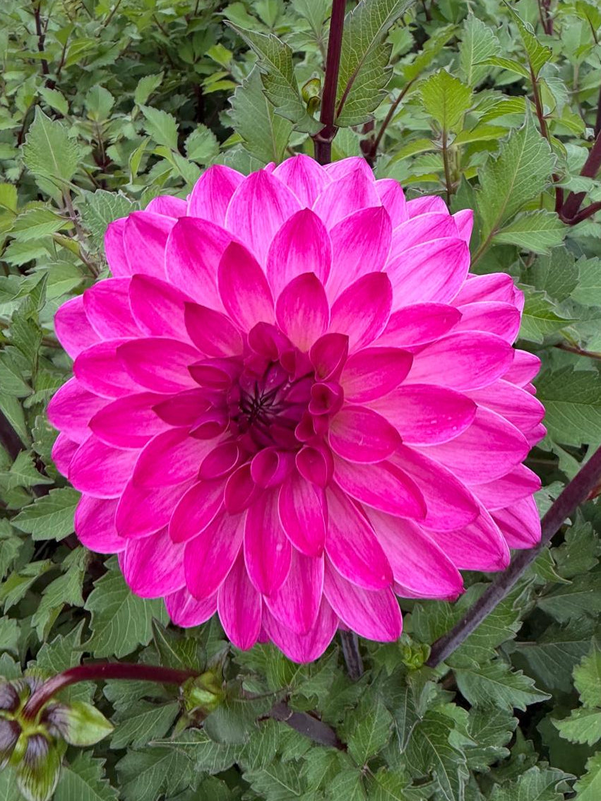 Dahlia Lilac Lyric