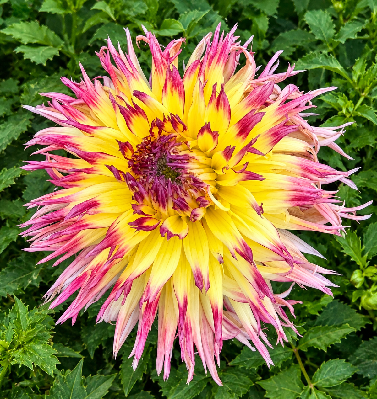 Dahlia Lindsay Michelle