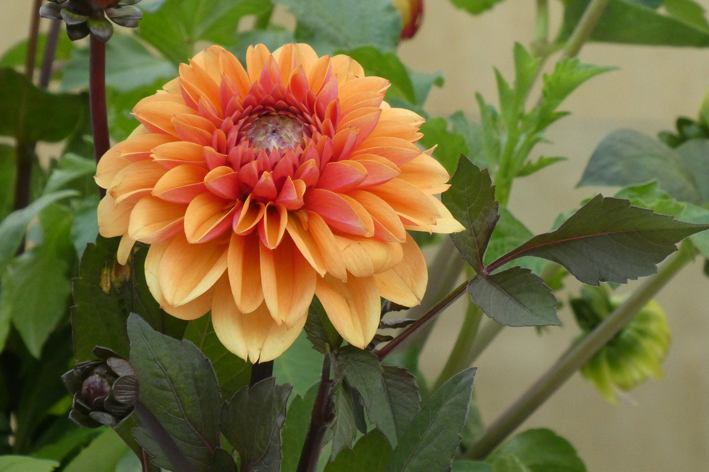 Dahlia Love of my Life