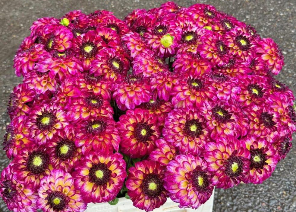 Dahlia Magic Mellie