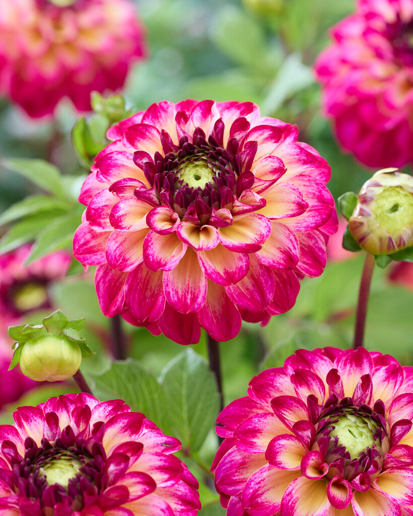 Dahlia Magic Mellie