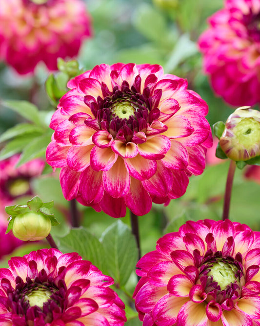 Dahlia Magic Mellie