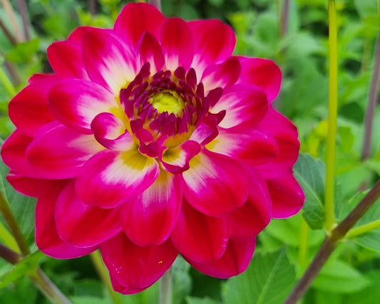 Dahlia Marshmallow Mellie