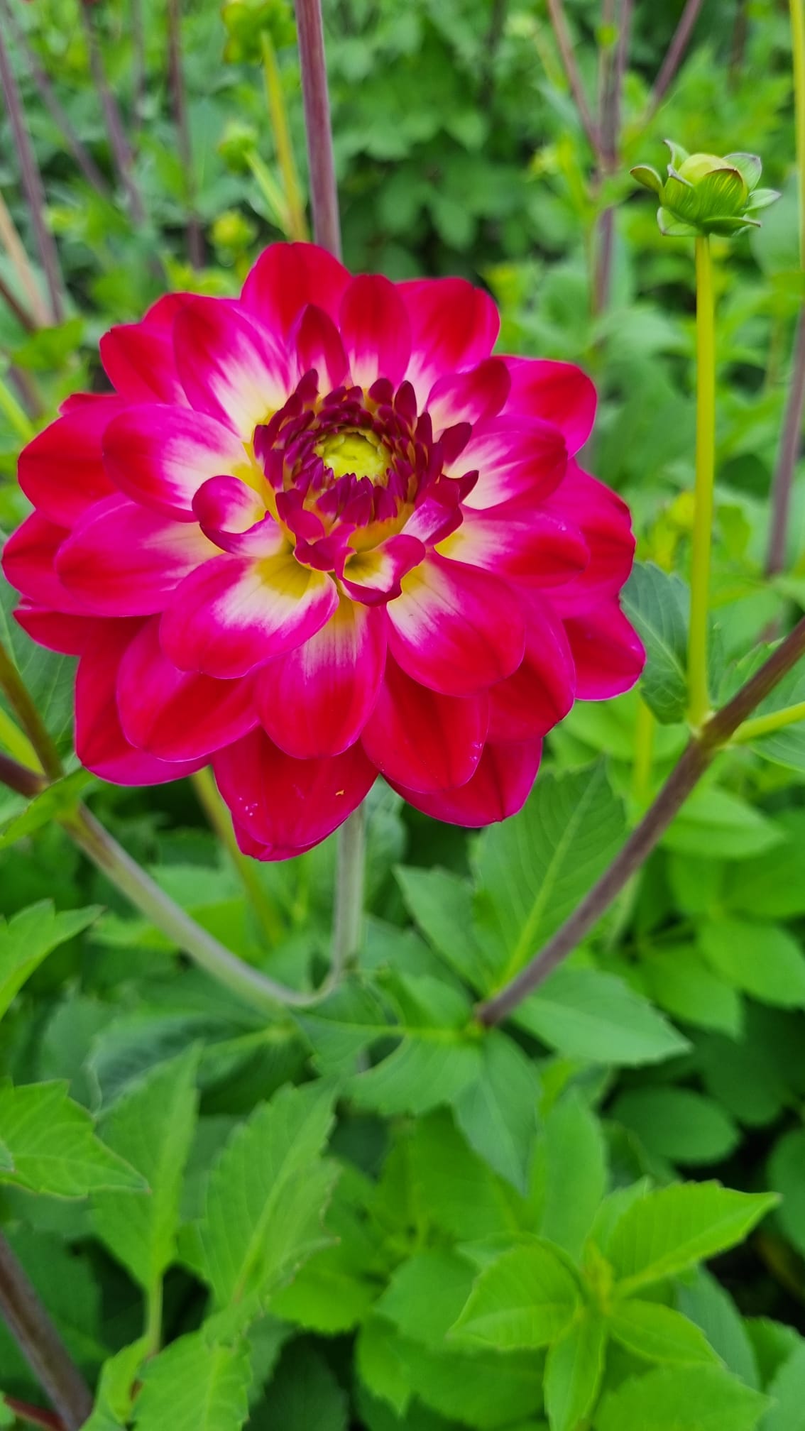 Dahlia Marshmallow Mellie