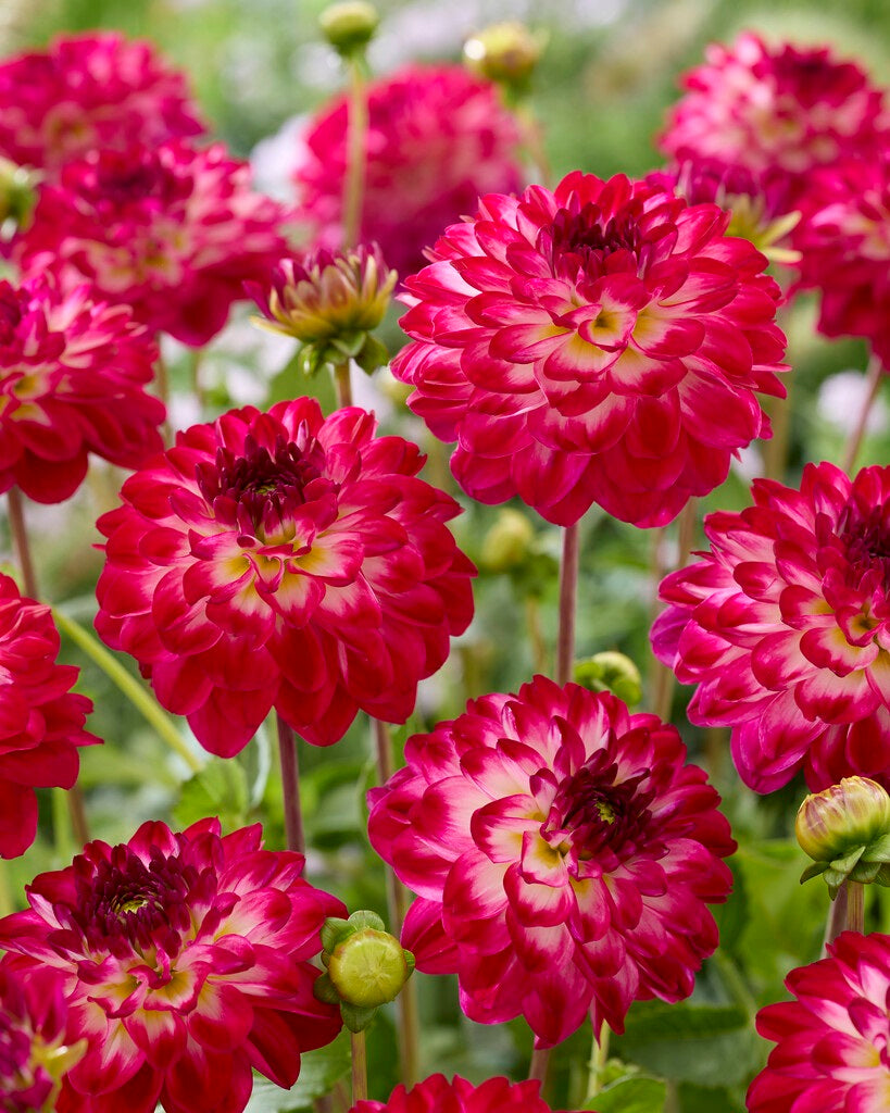 Dahlia Marshmallow Mellie