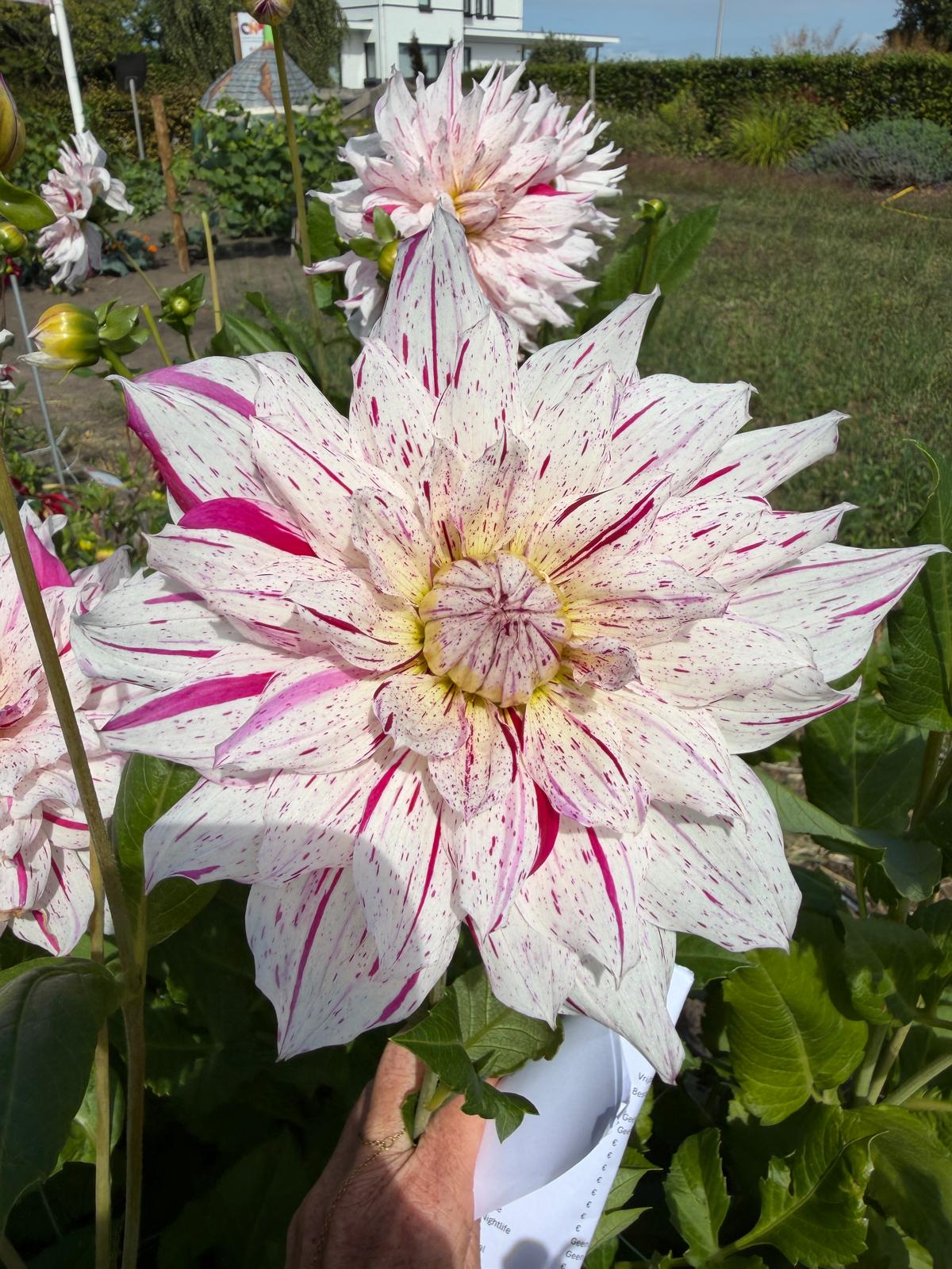 Dahlia Micks Pepermint