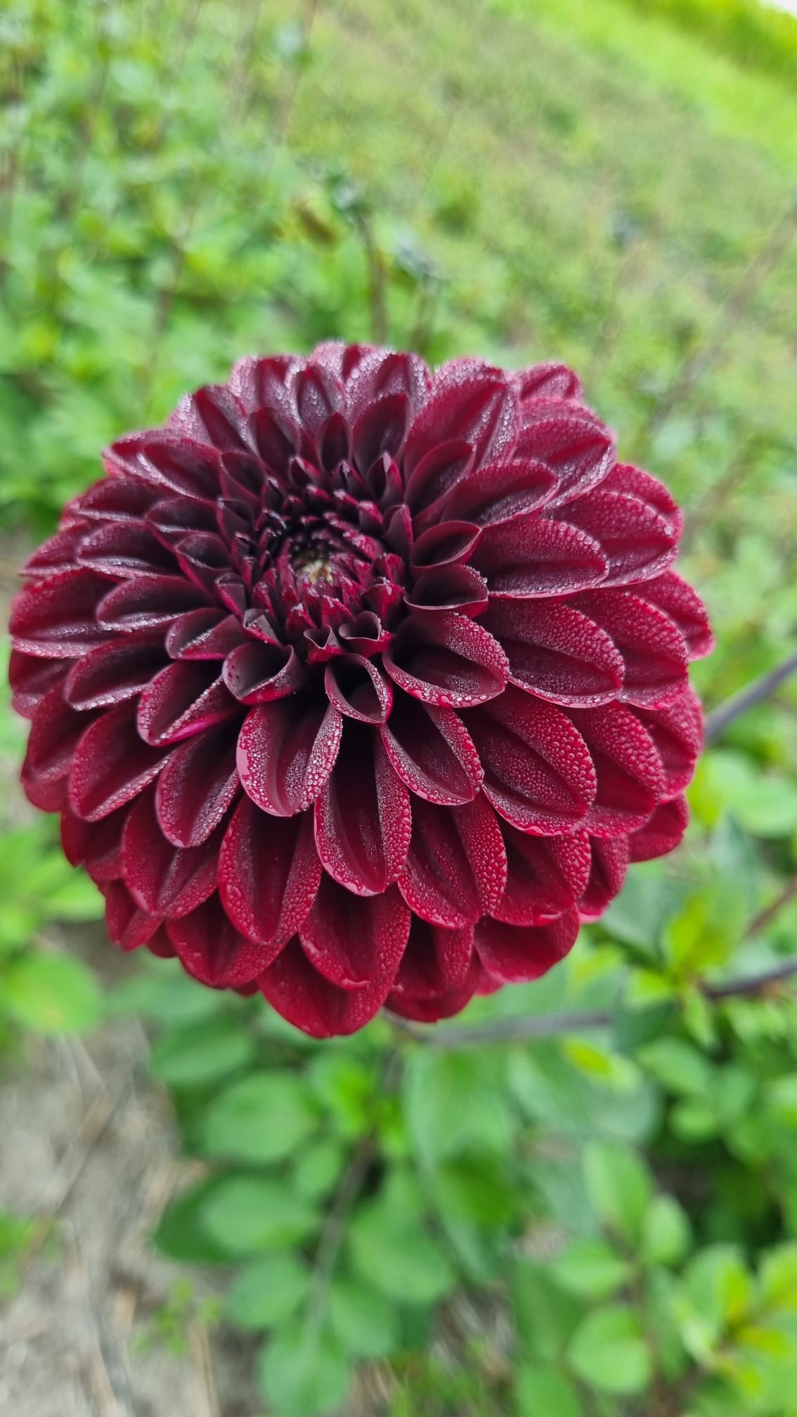 Dahlia Midnight Blush