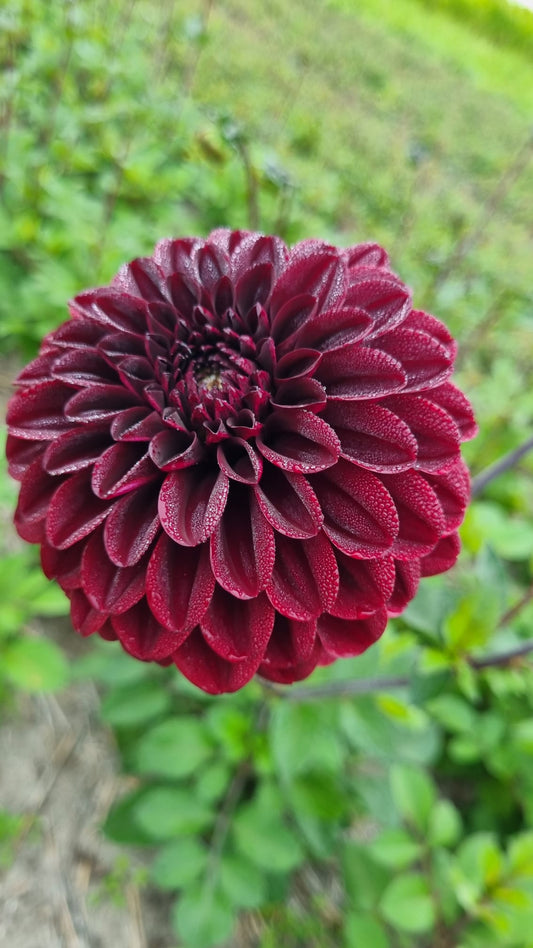 Dahlia Midnight Blush