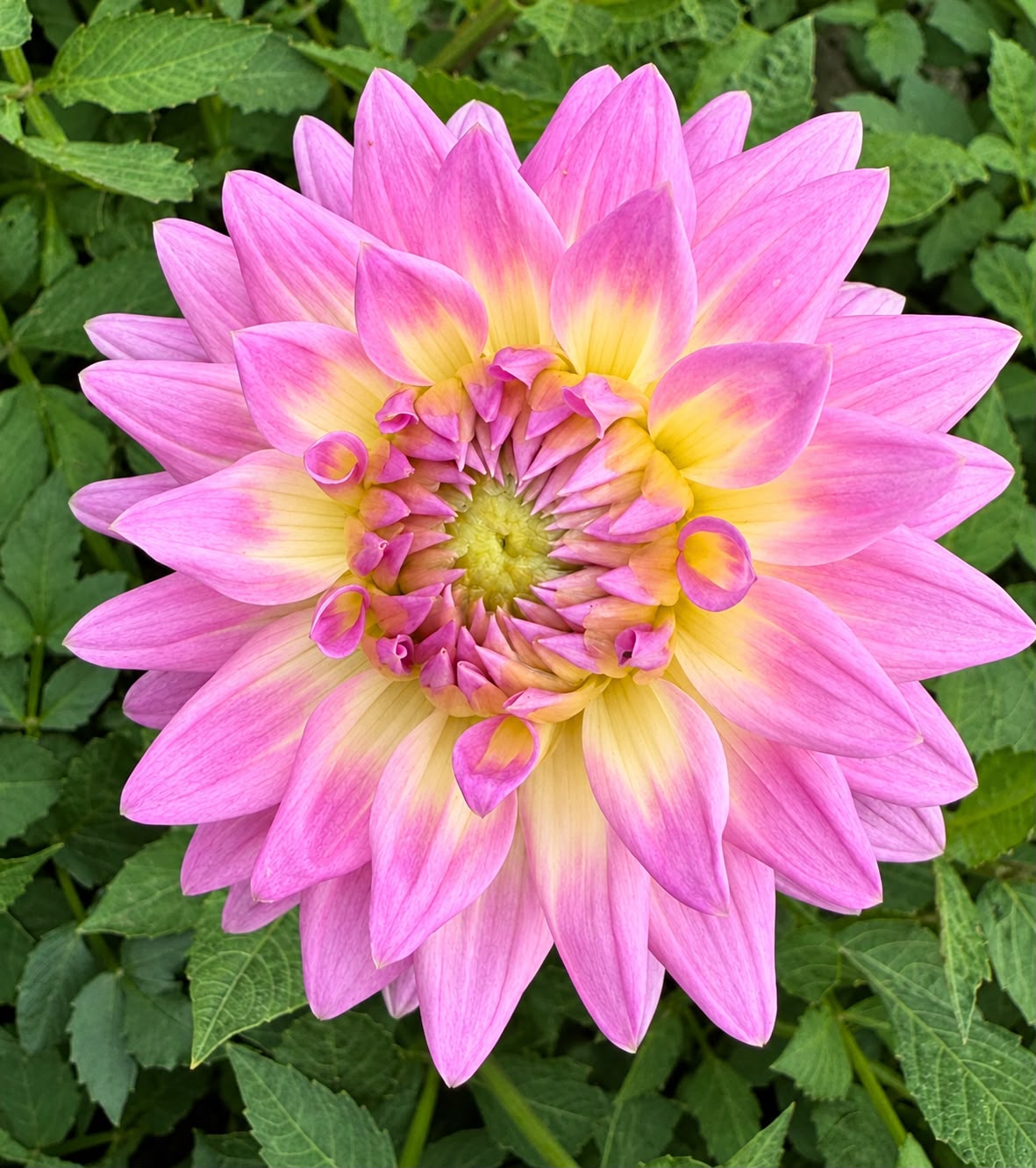 Dalia Miss Delilah