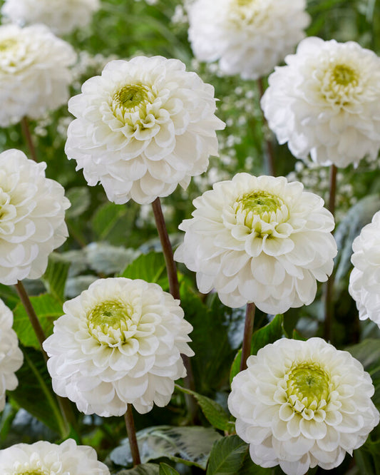 Dahlia Never Give Up