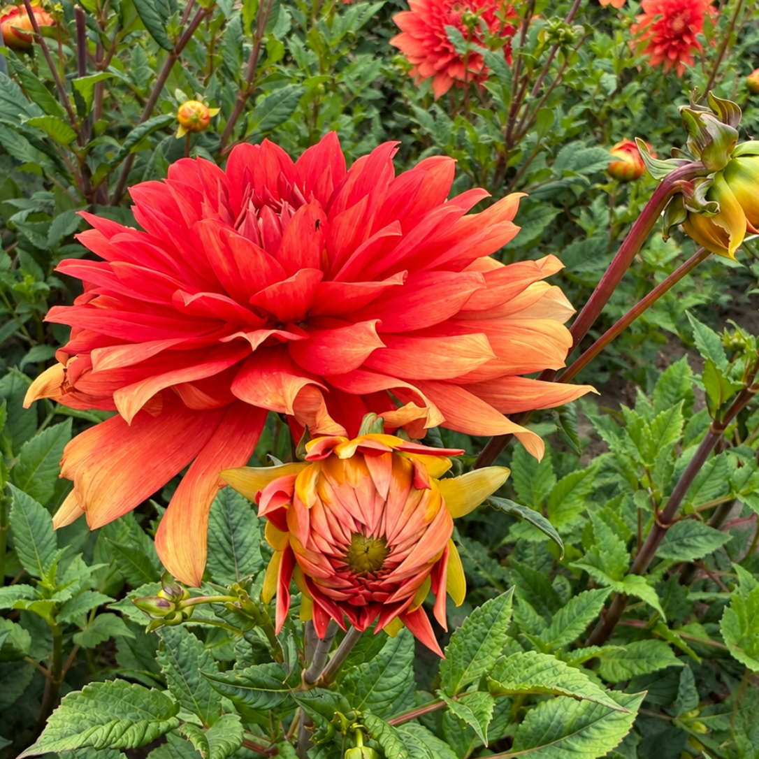 Dalia Naranja Amanecer