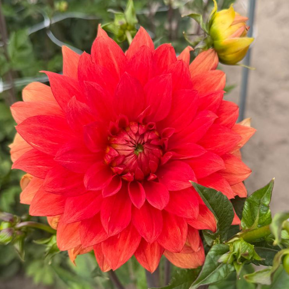 Dalia Naranja Amanecer